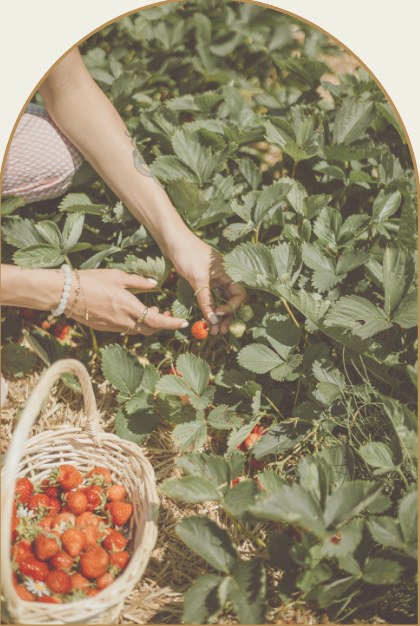 Hands picking ripe strawberries into a wicker basket